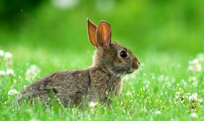 кролик трава зелень