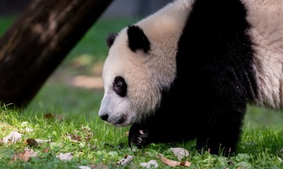 панда, трава