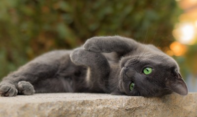 кот, серый