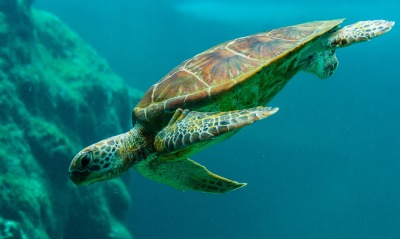 черепаха под водой морская