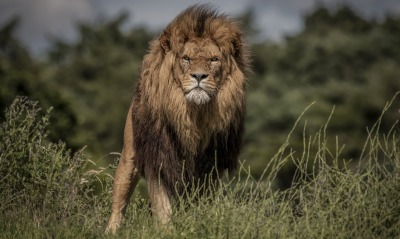 лев хищник зверь