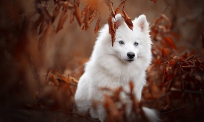 собака белый пес листья осень