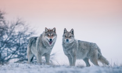 волки пара хищник