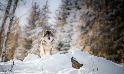 волк снег лес