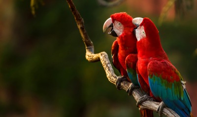 попугаи ара ветка красные