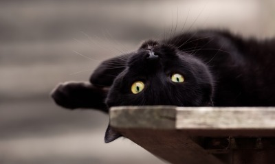 кошка, черная