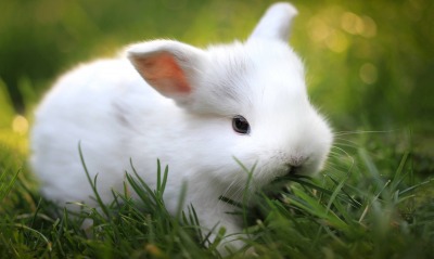 кролик, белый