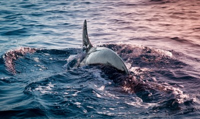 дельфин в воде море
