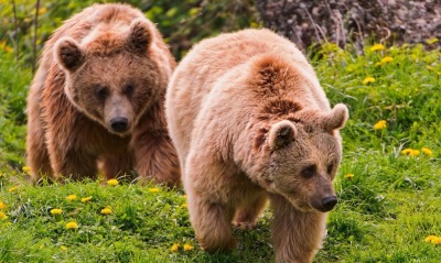 медведи на траве одуванчики