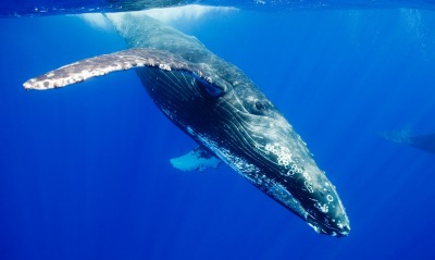 кит, под водой