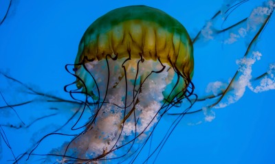 медуза макро