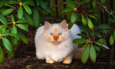 кошка пушистая голубые глаза