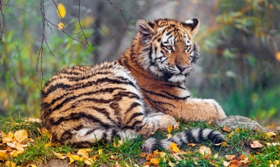 тигр в лесу осенние листья