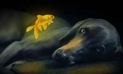 собака черный пес лежит рыбка золотая