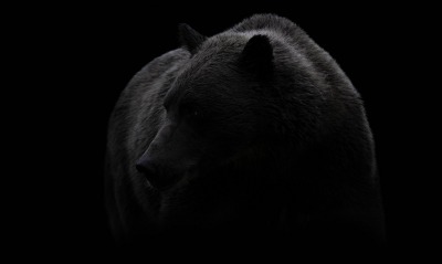медведь черный темный фон