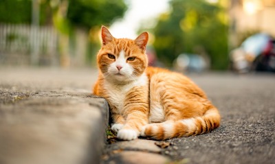 кот рыжий на дороге