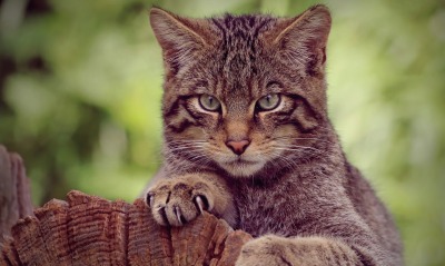 кот лесной дикий