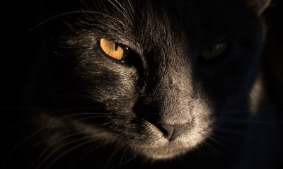 кот мордочка черный