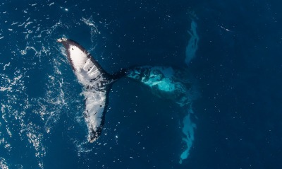 киты океан вид сверху