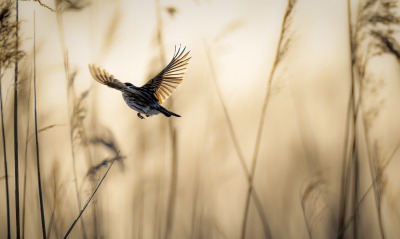 птица полет трава воробей