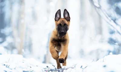 овчарка собака на снегу зима