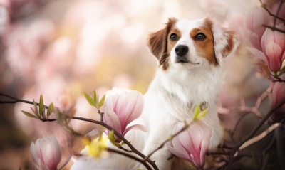 собака весна цветущие деревья