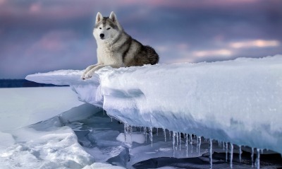 волк на снегу льдина сосульки