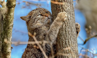 кошка на дереве лапки ствол