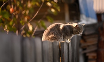кот забор серый