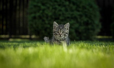 котенок на лужайке на травке