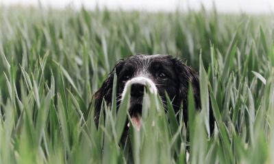 собака трава в траве