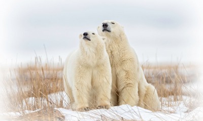 медведи белые трава сухая снег