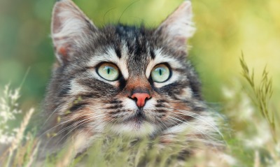 кошка зеленые глаза взгляд в траве