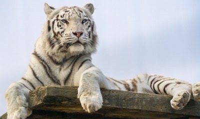 белый тигр тигр смотрит