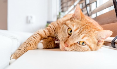 кот рыжий лежит на диване