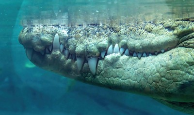 крокодил гребнистый крокодил в воде пасть