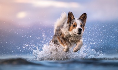 собака вода брызги бежит