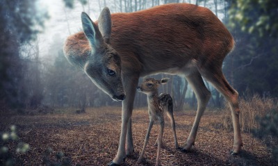 косуля ягненок в лесу