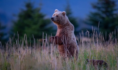 медведь медвежонок в траве вечер