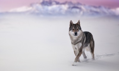 волк на снегу следы