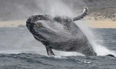кит в море прыжок