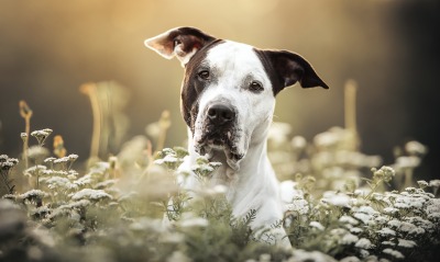 собака питбуль цветочная поляна