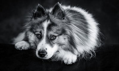 собака исландская собака мордочка взгляд черно-белая