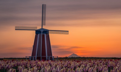 мельница поле голандия тюльпаны на закате