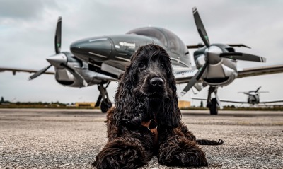 собака, самолет