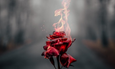 роза, огонь