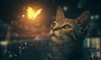 котенок бабочка свечение графика частицы