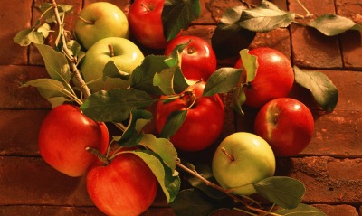 Красные яблоки с веткой