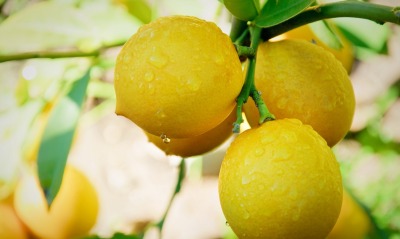 лимон, на ветке