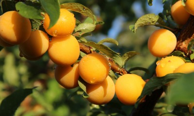 абрикосы, ветка